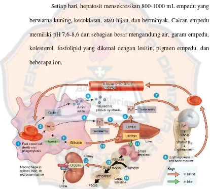 Gambar 5. Pembentukan bilirubin dari fagositosis sel darah merah  (Tortora and Derrickson, 2014)