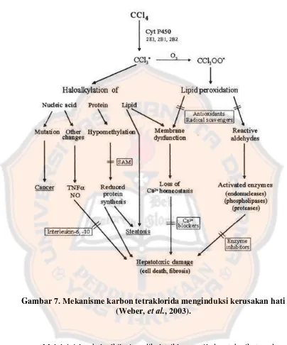 Gambar 7. Mekanisme karbon tetraklorida menginduksi kerusakan hati et al.