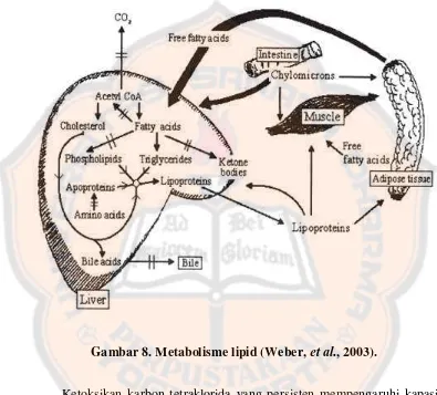 Gambar 8. Metabolisme lipid (Weber, et al., 2003). 