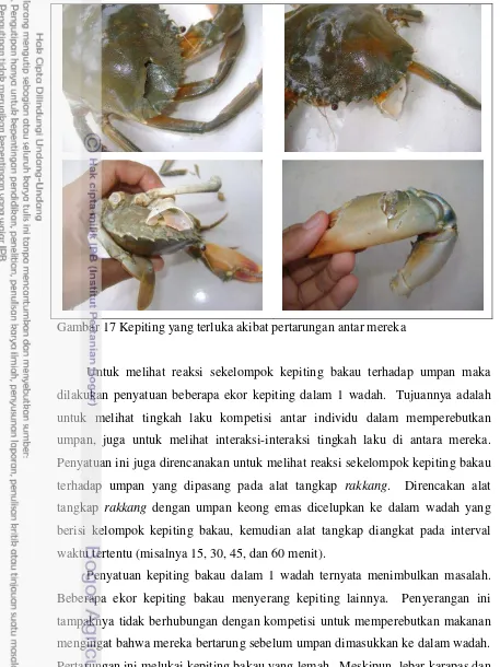Gambar 17 Kepiting yang terluka akibat pertarungan antar mereka 