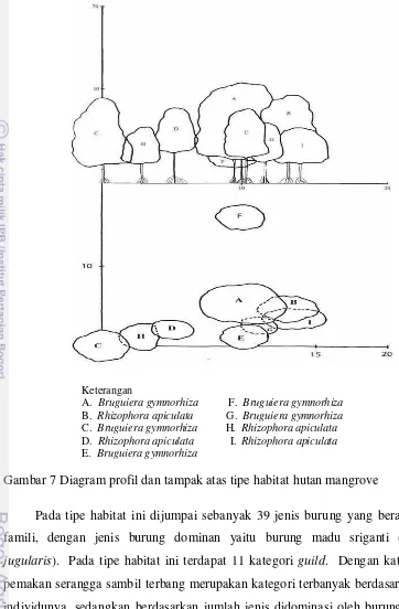 Gambar 7 Diagram profil dan tampak atas tipe habitat hutan mangrove 