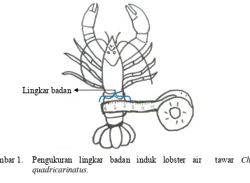 Gambar 1. Pengukuran lingkar badan induk lobster air  tawar Cherax 