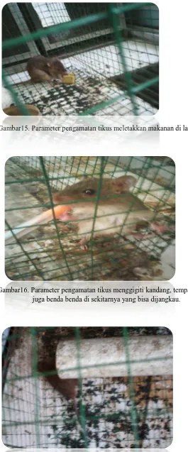 Gambar15. Parameter pengamatan tikus meletakkan makanan di lantai  