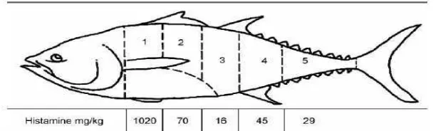 Gambar 11 Variasi risiko histamin berdasarkan bagian tubuh yang dijadikan sampel pada tuna (Frank et al