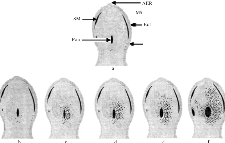 Figure 3. Diagram of apoptosis distribution pattern induced by MAA on forelimb bud of Swiss Webster mice