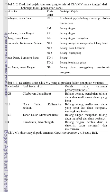 Tabel 3. 2. Deskripsi gejala tanaman yang terinfeksi ChiVMV secara tunggal dari beberapa lokasi penanaman cabai  