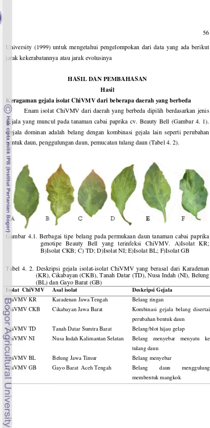 Gambar 4.1. Berbagai tipe belang pada permukaan daun tanaman cabai paprika 