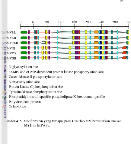 Gambar 4. 5. Motif protein yang terdapat pada CP-ChiVMV berdasarkan analisis   