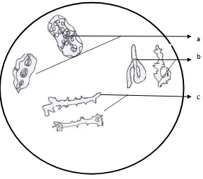 Gambar 3.3 Mikroskopik serbuk simplisia teripang Pearsonothuria graeffei (Semper, 1868)pada pembesaran 10 x 40 