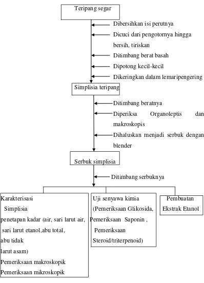 Gambar 3.4Bagan pembuatan simplisia teripang Pearsonothuria graeffei                        (Semper, 1868) 