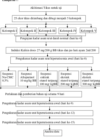 Gambar 3.7Bagan Kerja uji penurunan kadar asam urat darah 