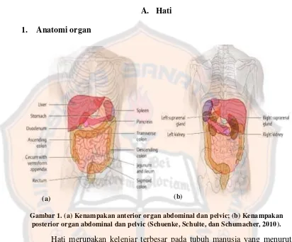 Gambar 1. (a) Kenampakan anterior organ abdominal dan pelvic; (b) Kenampakan 