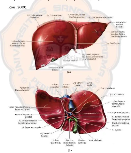 Gambar 2. (a) Kenampakan anterior organ hati, (b) Kenampakan inferior organ hati (Gilroy et al., 2009)