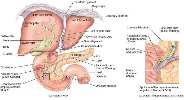 Gambar 2.1. Anatomi Pankreas dan Saluran-Salurannya 