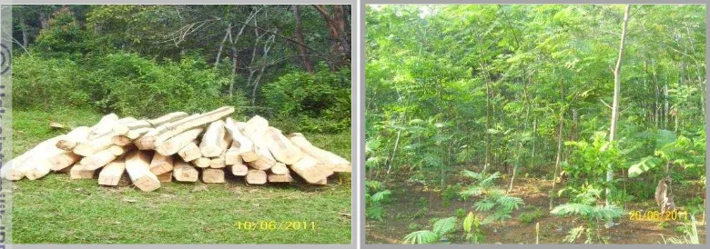 Gambar 4 Kondisi tegakan dan potensi hutan rakyat di Desa Jugalajaya. 