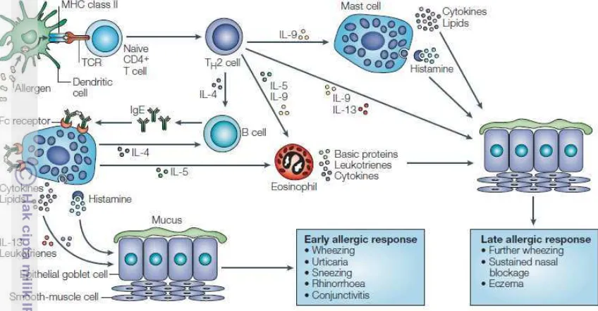 Gambar 4 Mekanisme alergi (Hawrylowicz dan O’Garra 2005) 