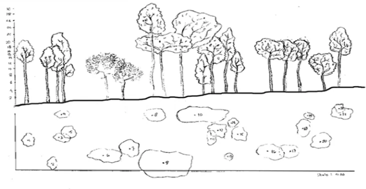 Gambar 5. Sebaran jumlah individu pohon berdiameter 7 cm up berdasarkan kelas tinggi kanopi di Cagar Alam Sibolangit, Sumatera Utara