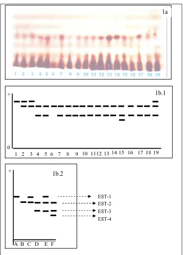 Gambar 1. Foto Pita isozim esterase (1.a) dan interpretasi pita isozim esterase (1b.1), serta macam pola pita isozim esterase (1b.2) pada 19 aksesi kapas