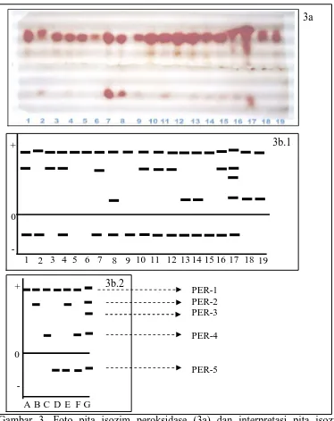 Gambar 3. Foto pita isozim peroksidase (3a) dan interpretasi pita isozim peroksidase (3b.1), serta macam pola pitanya (3b.2) pada 19 aksesi kapas