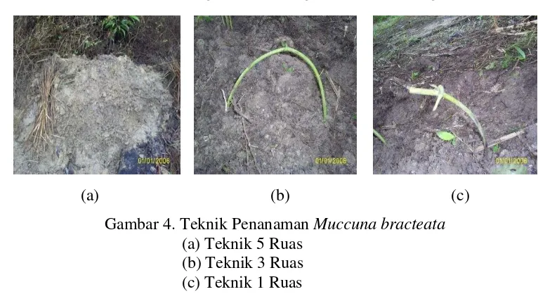 Gambar 4. Teknik Penanaman Muccuna bracteata 