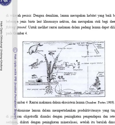 Gambar 4  Rantai makanan dalam ekosistem lamun (Sumber: Fortes 1989). 