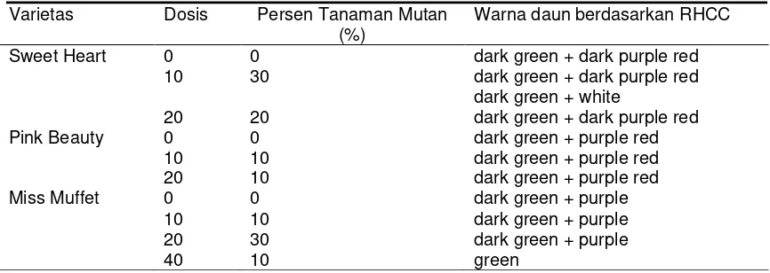 Tabel 4. Persentase Tanaman Mutan pada Caladium spp. 