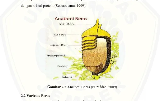 Gambar 2.2 Anatomi Beras (Nurafifah, 2009)