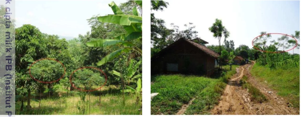 Gambar 2  Kondisi tegakan tanaman kerjasama di Desa Kutanegara. 