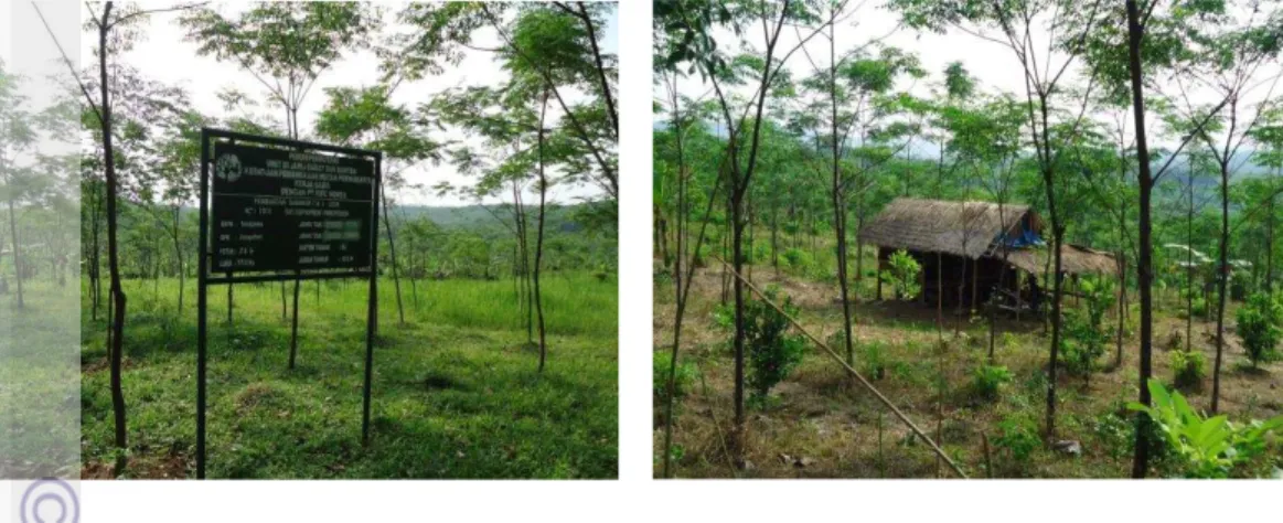 Gambar 3  Kondisi tegakan tanaman kerjasama di Desa Mulyasejati. 