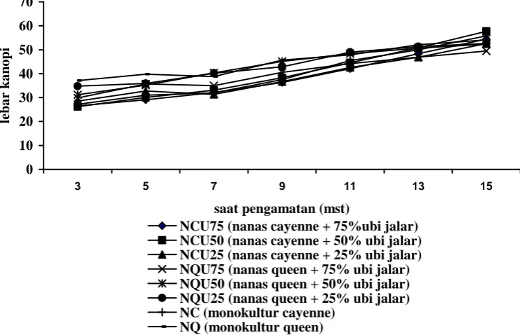 Tabel 3. Hasil DMRT  lebar kanopi nanas pada umur  3 MST, 7 MST dan 11 MST (cm) 