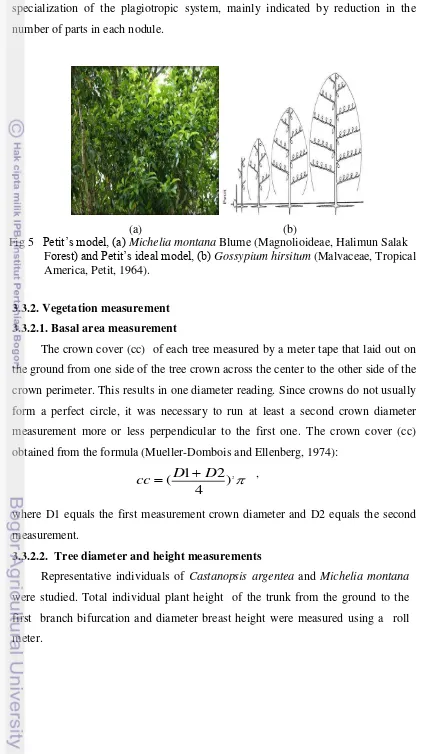 Fig 5   Petit‟s model, (a) Michelia montana Blume (Magnolioideae, Halimun Salak 
