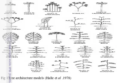 Fig 1Tree architecture models (Halle et al .1978) 