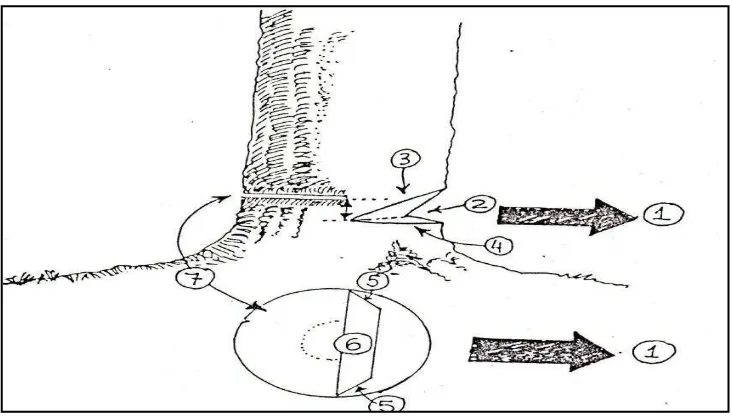Gambar  11. Menebang Pohon Diameter Besar 