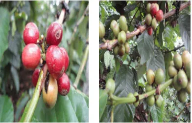 Gambar 5. Tanaman Kopi Robusta (Coffea robusta L.) 