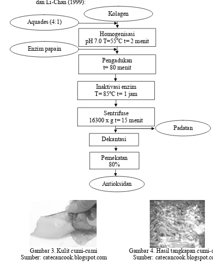 Gambar 2. Diagram alir proses pembuatan antioksidan modifikasi dari Gesualdo          dan Li�Chan (1999): 