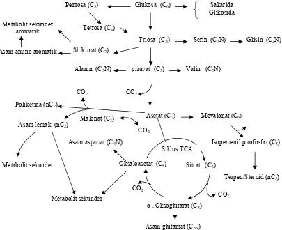 Gambar 3. Skema hubungan antara metabolisme primer dan metabolisme sekunder 