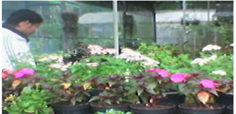 Gambar 6. Kebun Sayuran Organik Doc. Dina (2008) 
