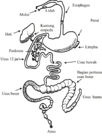 Gambar 1 sistem pencernaan pada kelinci (Sarwono, 2003).