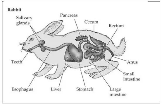 Gambar 1 Sistem pencernaan pada kelinci (Anonimus, 2007c) 