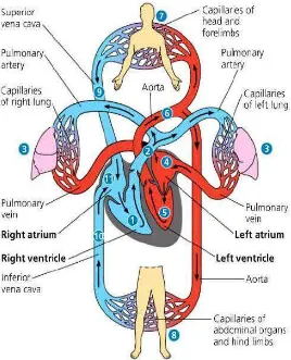 Gambar 2.1 Sirkulasi Jantung-Paru-Pembuluh Darah 