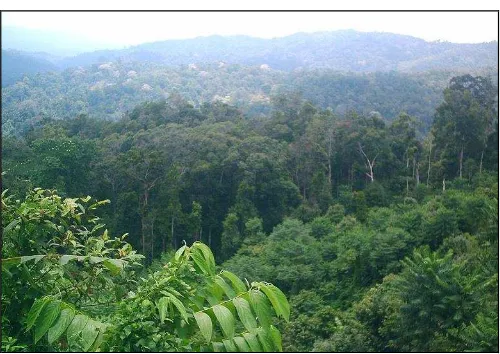 Gambar 3. Hutan Tropis 
