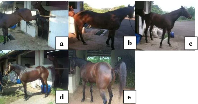 Gambar 12  Visualisasi scoring tingkah laku estrus pada kuda: a) Skor 0, b) Skor 1, c) Skor 2, d) Skor 3, dan e) Skor 4 