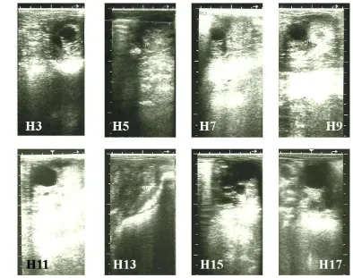 Gambar 13 Gambaran ultrasonografi CL secara serial sejak hari ke-3 setelah ovulasi (H3) sampai dengan hari ke-17 (H17)