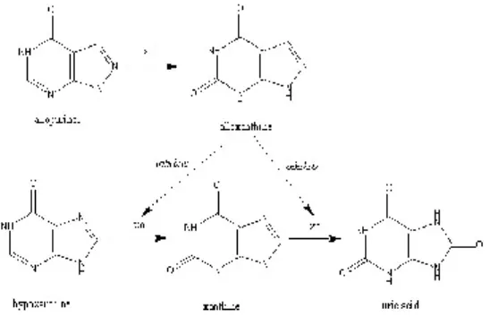 Gambar 2. Mekanisme kerja alopurinol dengan menghambat xantin oksidase (Anonim, 2002)  