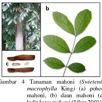 Gambar 4 Tanaman mahoni  (Swietenia 