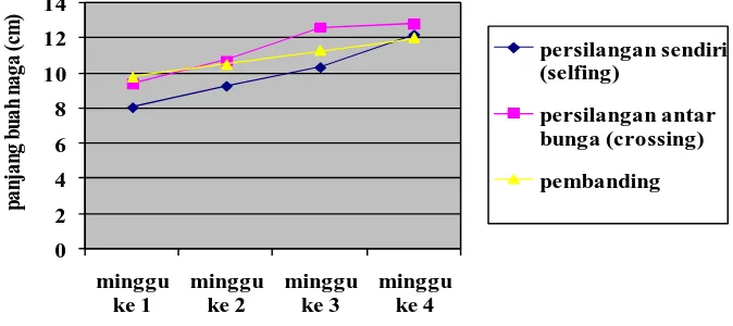 Gambar 6.  Pengaruh tipe persilangan terhadap rata-rata  panjang                     Hylocereus undatus tiap minggu 