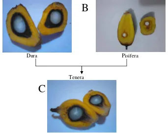 Gambar 1. Tipe kelapa sawit terdiri dari tipe dura (A), tipe pisifera (B), dan tipe tenera (C)