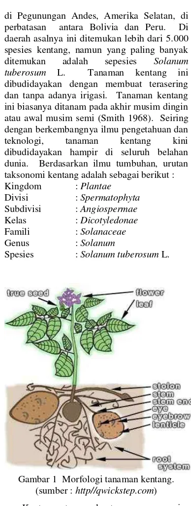 Gambar 1  Morfologi tanaman kentang. 
