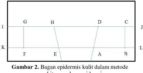 Gambar 2. Bagan epidermis kulit dalam metode 