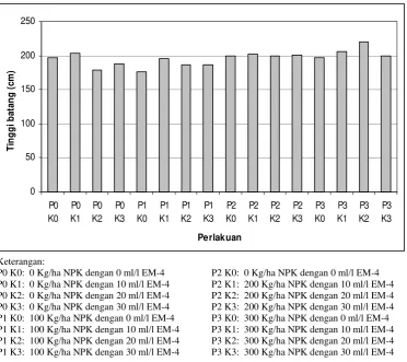 Gambar 4. Rerata tinggi batang tebu (Saccharum officinarum L.) umur 6 bulan akibat perlakuan dosis pupuk majemuk dan konsentrasi EM-4 